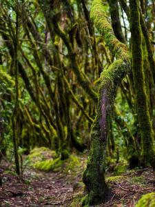 Spanien | La Gomera - Nebelwald, Vulkane und Meer